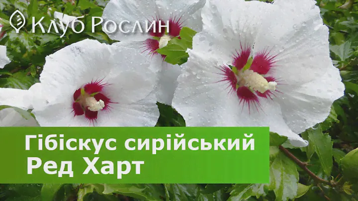 Гібіскус сирійський Ред Харт • Hibiscus syriacus Red Heart • Гибискус сирийский Рэд Харт