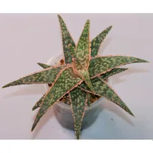 Aloe сортовое Bright Star