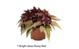 Ипомея батат 7 Bright Ideas Rusty Red