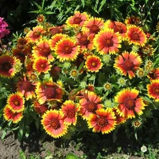 Гайлардия Mesa Bright Color