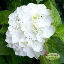 Гортензия Крупнолистная Ярко белая (BRIGHT WHITE)