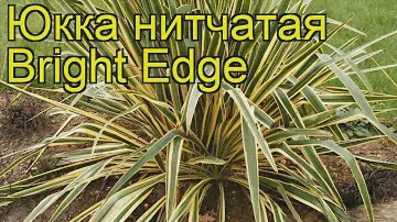 Юкка нитчатая (Bright Edge). Краткий обзор: Юкка нитчатая описание характеристик, где купить саженцы