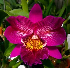 Орхидея Mel.Ching Sun Bright Star 'Red Plum' (отцвела, РЕАНИМАШКА)