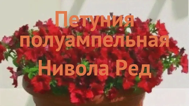 Петуния полуампельная Нивола Ред (nivola red) 🌿 обзор: как сажать, семена петунии Нивола Ред