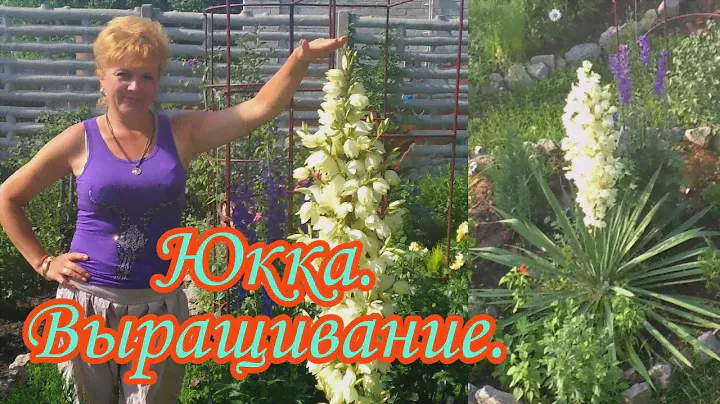 Юкка нитчатая.Выращивание.Уход.#Дача#Сад СветаСветланы#Цветники#Неприхотливые растения#