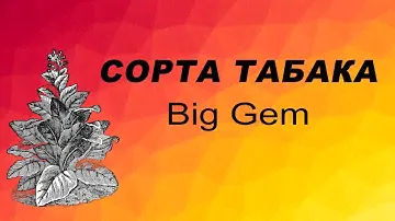 СОРТ ТАБАКА MARYLAND. Семена табака.