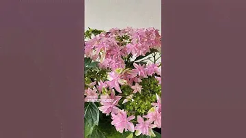 Гортензия крупнолистная Floria . НОВИНКА в нашей КОЛЛЕКЦИИ 💕💞💞 9 июня 🌞 #красивыйсад #