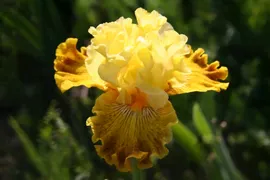 Bright Sunshine Day