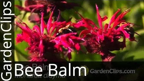 Bee Balm - Monarda didyma - How to grow Bee Balm