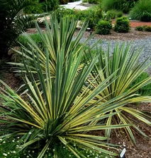 Jukka karolińska Yucca filamentosa Bright Edge 2L