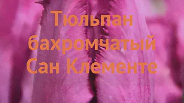 Тюльпан бахромчатая Сан Клементе (san-klemente) 🌿 обзор: как сажать, луковицы тюльпаны Сан Клементе