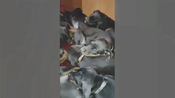 Сладкие сны. Щенки добермана. Sweet dreams. Doberman puppies.#doberman #puppy #dream #щенки #сон