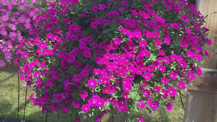 Petunia Vivini & Littletunia Sortiment 2019 🌸