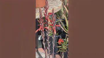 🧡💐  Bright orange flowers!  Aloe "Blue Elf"
