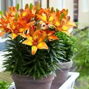   Bright Joy ( )