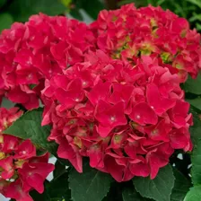 Саженец Гортензия крупнолистная "Saxon Bright Red", Горшок P17, Лето 2024