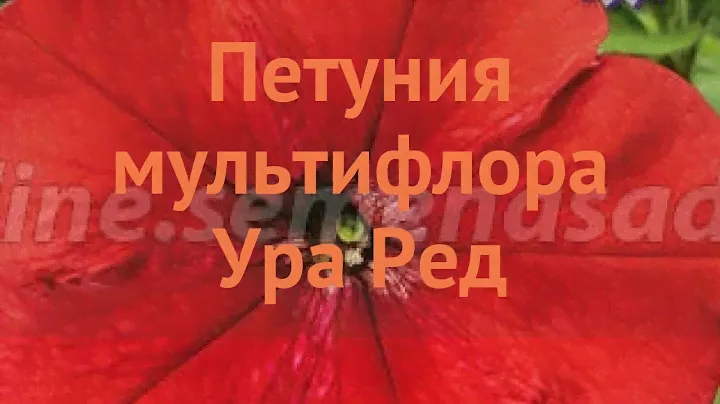 Петуния мультифлора Ура Ред (ura red) 🌿 петуния Ура Ред обзор: как сажать семена петунии Ура Ред