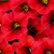 Калибрахоа Colibri Bright Red (Vs)
