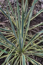 Yucca smalliana Bright Edge
