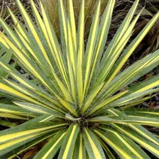 Юкка нитчатая Брайт Эдж Yucca filamentosa Bright Edge, контейнер 5л. (К)