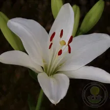 Лилия Брайт Даймонд (Lilium Bright Diamond)