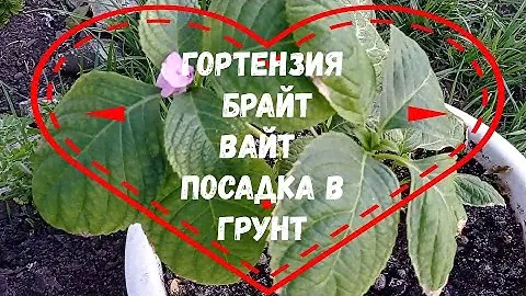 ГОРТЕНЗИЯ БРАЙТ ВАЙТ ПОСАДКА В ГРУНТ #гортензиякрупнолистная#брайтвайт#крупнолистнаягртензияпосадка