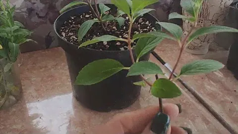 Нормировка гортензии Металлика. Подготовка побегов для черенкования. 🌱🌱🌱