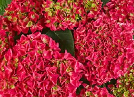 Гортензия крупнолистная Саксон Брайт Ред (Hydrangea macrophylla Saxon Bright Red)