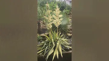 Die Yucca Filamentosa Bright Edge blüht