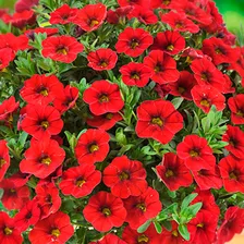 № 27 калибрахоа Colibri Bright Red