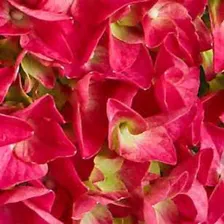 Гортензия крупнолистная (Hydrangea macrophylla Saxon Bright Red), С3-С5