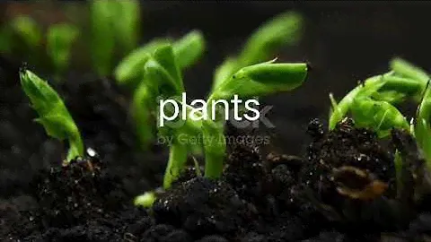 #bright  star plants