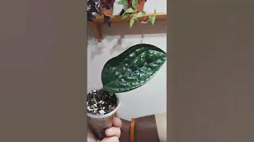 Растения с рук.🌿 Когда реальность круче ожиданий. #растения #цветывдоме #эпипремнум #марблпленет