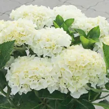Гортензия крупнолистная Саксон Брайт Уайт (Saxon Bright White)