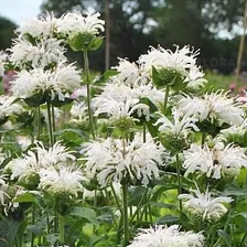 Monarda Bee Bright Монарда