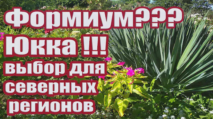 Формиум или юкка? Юкка в открытом грунте. Особенности ухода (посадка,обрезка,полив,размножение).