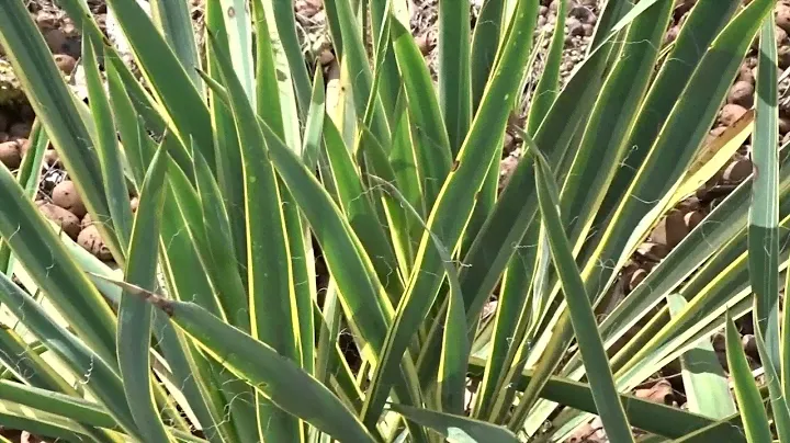 Yucca filamentosa 'Bright Edge'