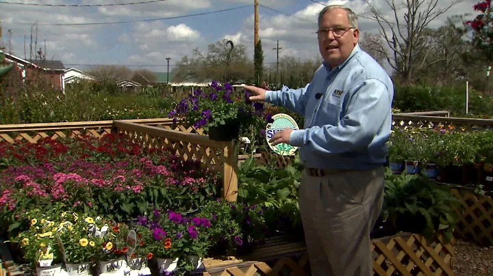 Calibrachoa are hardy petunia look-alikes