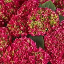 Гортензия крупнолистовая "Bright Red"